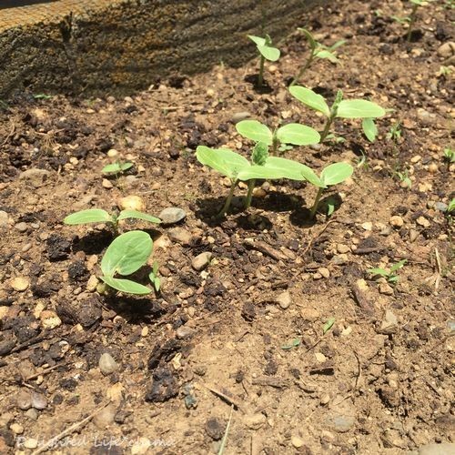 種まきから1週間 芽が出てきました スイカ畑 Delighted Life クックパッドブログ 種まきから1週間 芽が出てきました スイカ畑 Delighted Life クックパッドブログ