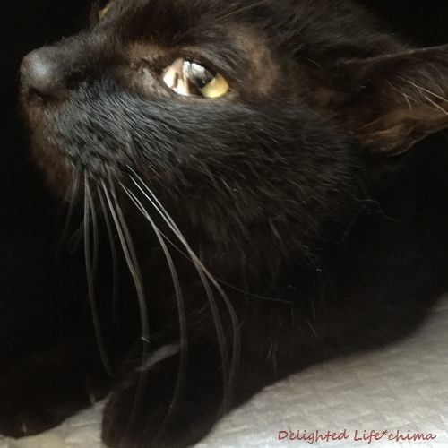 万君 突然の急変 わが家のお猫様 Delighted Life クックパッドブログ