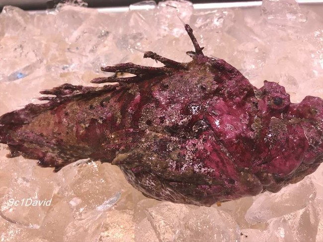 鬼虎魚 オニオコゼ 唐揚げ 蛸吸盤和え 獅子唐焼茄子ベビーコーン ブブログ Davidのごはん日記毎日美味しいといいなあ クックパッドブログ