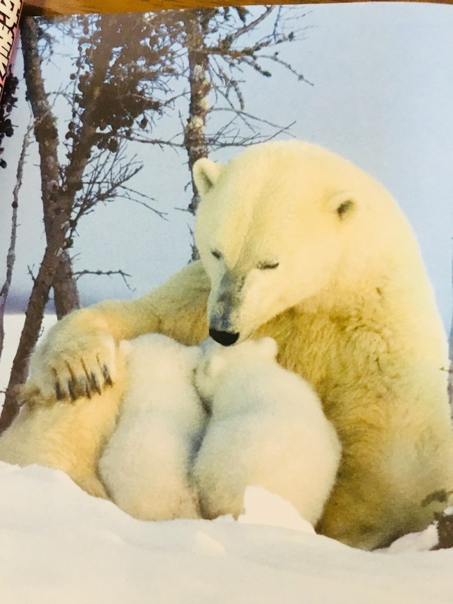 動物の子育て ワッキー製菓のつぶやき クックパッドブログ 動物の子育て ワッキー製菓のつぶやき クックパッドブログ