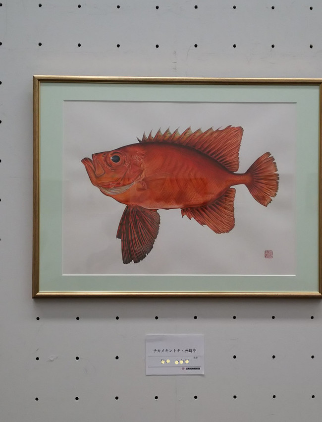 チカメキントキの描き方 ゆりyo船長 お魚love クックパッドブログ チカメキントキの描き方 ゆりyo船長 お魚love クックパッドブログ