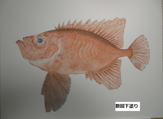 上 魚 鱗 描き方 魚 鱗 描き方 上 魚 鱗 描き方 魚 鱗 描き方