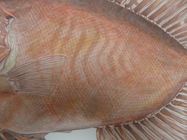 チカメキントキの描き方 ゆりyo船長 お魚love クックパッドブログ