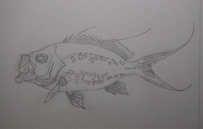チカメキントキの描き方 ゆりyo船長 お魚love クックパッドブログ チカメキントキの描き方 ゆりyo船長 お魚love クックパッドブログ
