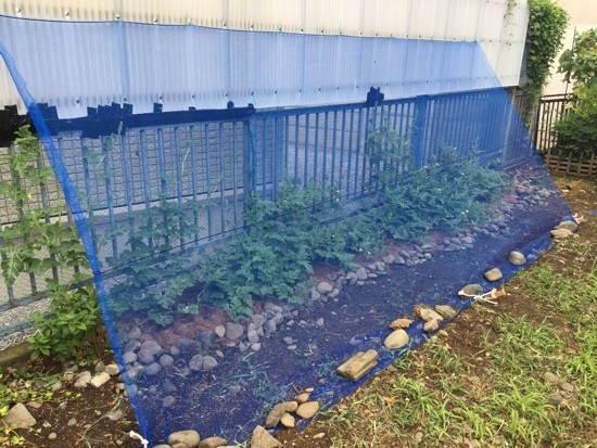 関東に台風接近中 家庭菜園は準備万端 Delighted Life クックパッドブログ