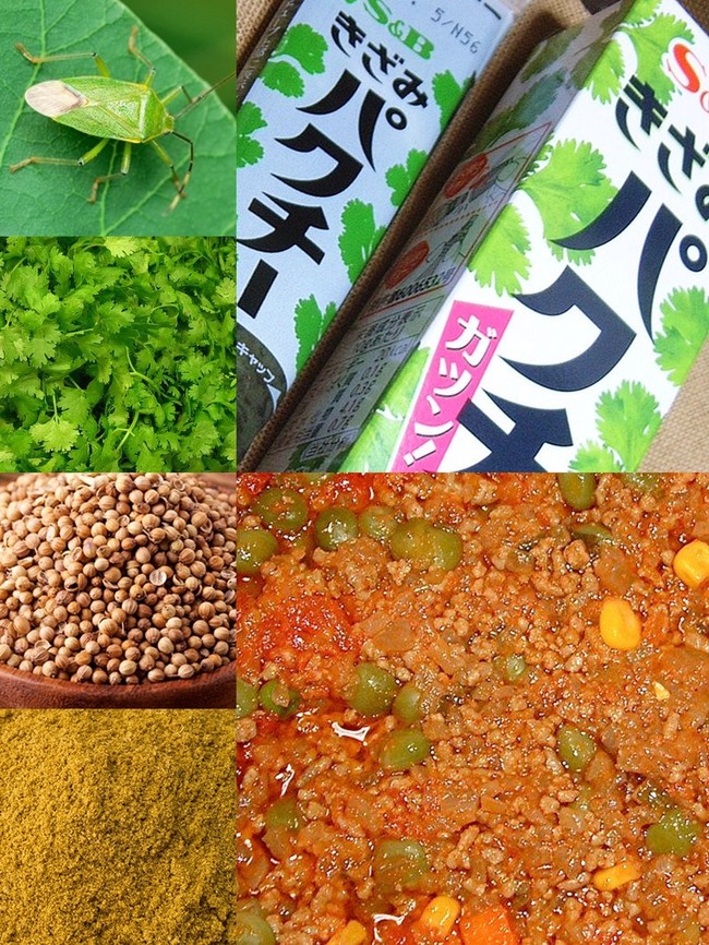 ごめんね カメムシ パクチー コリアンダー 香菜 シャンツァイ という名のカメムシ草を食む 人生を愛せ 愛する人生を生きろ クックパッドブログ ごめんね カメムシ パクチー コリアンダー 香菜 シャンツァイ という名のカメムシ草を食む 人生を愛せ 愛する人生を生きろ クックパッドブログ