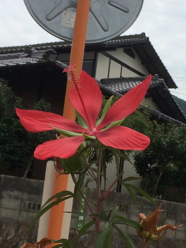 花の名前 調べ Taerinの簡単レシピ クックパッドブログ