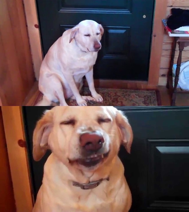 アニマル動画 犬のデンバーは有罪 新造人間キャシャーン Aiboが不死身のフレンダーになる日 人生を愛せ 愛する人生を生きろ クックパッドブログ