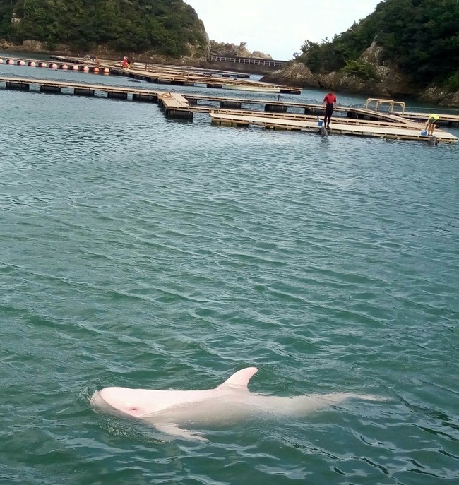 海のトリトン さっちーのラブラブc クックパッドブログ