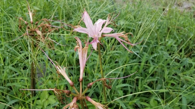 8月最終日は福井市西部の山間を散歩しました 福井のおじじの旨い食材探し クックパッドブログ
