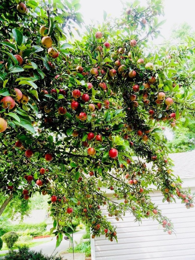 お化け りんごの木 アメリカで作る おいしいモノ クックパッドブログ