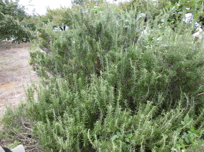 18年9月11日 ローズマリーウォーターで化粧水と虫除けスプレーを手作り Violetsのハーブと料理日記 クックパッドブログ