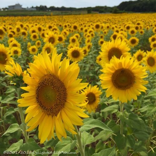 広域農道フルーツラインのひまわり畑 福井県坂井市 Delighted Life クックパッドブログ 広域農道フルーツラインのひまわり畑 福井県坂井市 Delighted Life クックパッドブログ