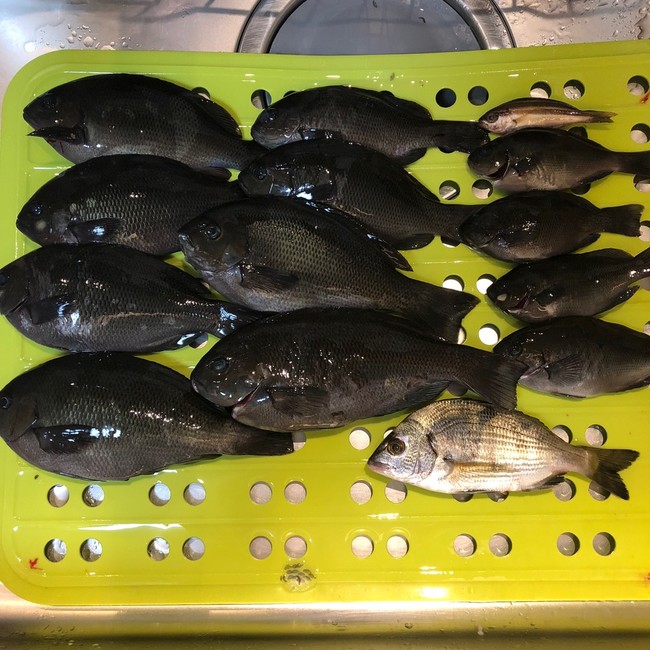 話題入り誠にありがとうございます ラクラクダの釣り ごはん日記 クックパッドブログ