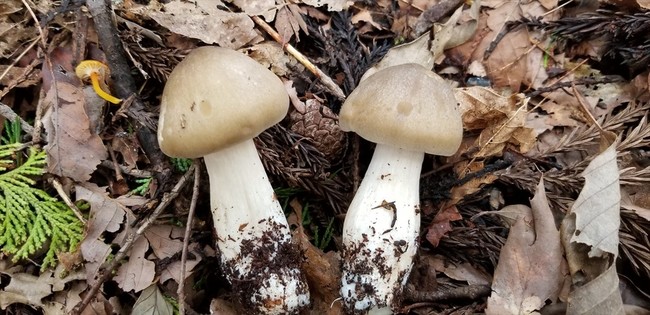 10月5日は西の里山でウラベニホテイシメジ採り 福井のおじじの旨い食材探し クックパッドブログ