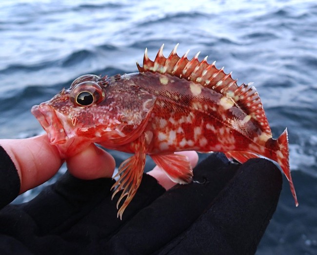 カサゴ75匹も釣ってど すんの ゆりyo船長 お魚love クックパッドブログ