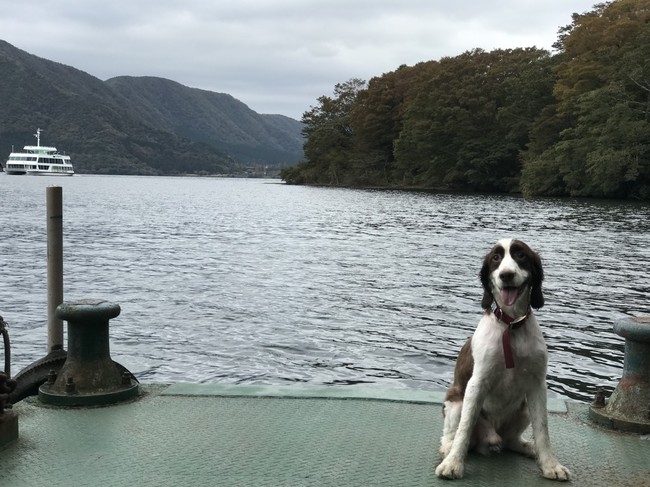 Image result for ç¬ English Springer Spaniel åä¾ãã¡ã¨