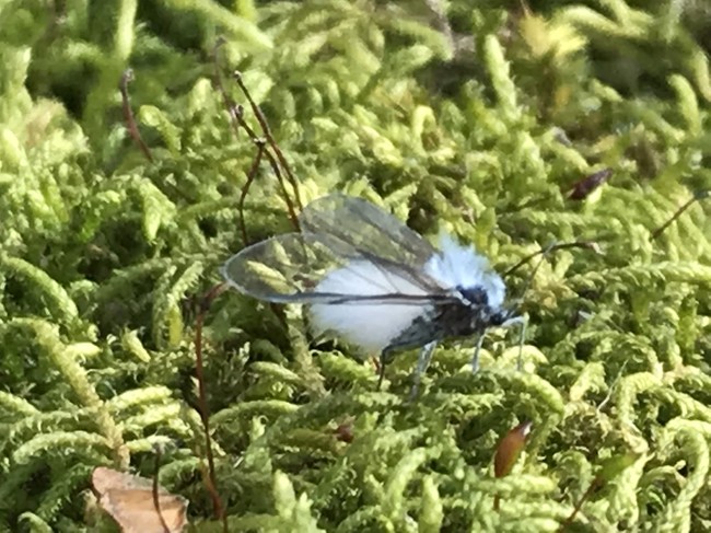 登山 雪虫 我が家 ひな祭り へようこそ クックパッドブログ