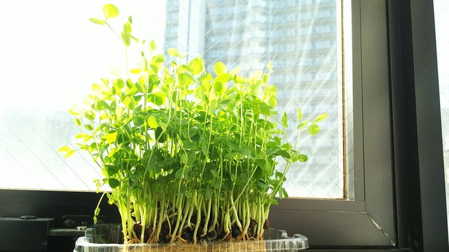 豆苗蘇生4回目 しゃちょんの日記 クックパッドブログ 豆苗蘇生4回目 しゃちょんの日記 クックパッドブログ
