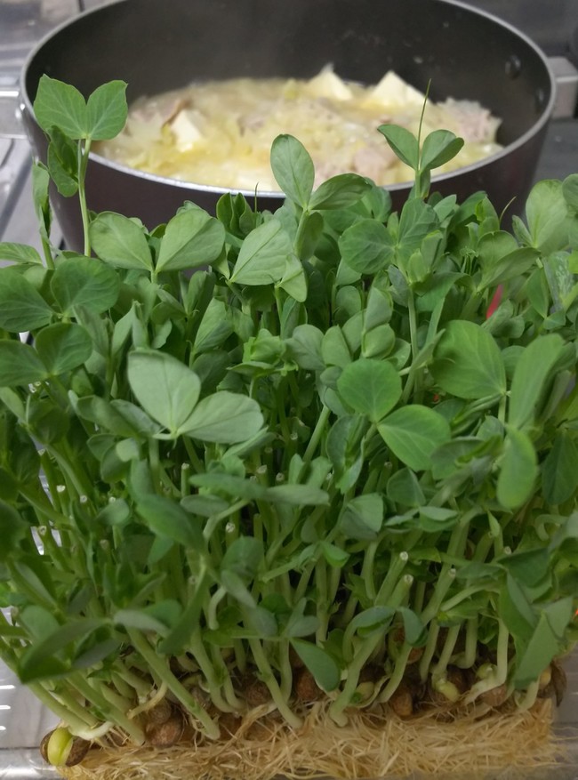 豆苗蘇生4回目 しゃちょんの日記 クックパッドブログ