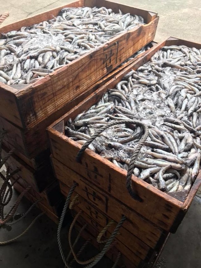 東三河の特産品を訪ねて No4 メヒカリを使った加工品 有限会社まんてん 東三河県庁のごはん日記 クックパッドブログ
