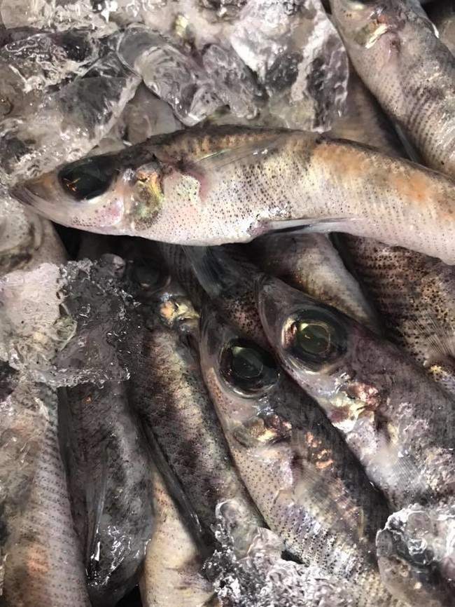 東三河の特産品を訪ねて No4 メヒカリを使った加工品 有限会社まんてん 東三河県庁のごはん日記 クックパッドブログ 東三河の特産品を訪ねて No4 メヒカリを使った加工品 有限会社まんてん 東三河県庁のごはん日記 クックパッドブログ