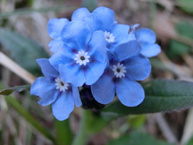 春の花 ヤマルリソウ 山瑠璃草 福井のおじじの旨い食材探し クックパッドブログ