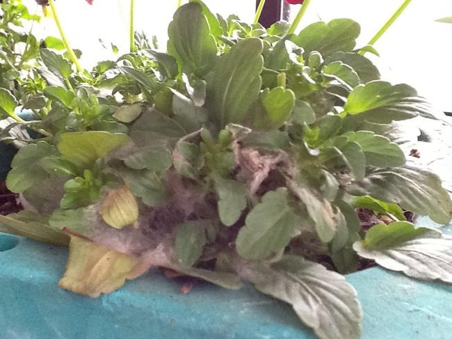 ビオラの鉢にカビが生えてしまいました りかねそ日記 クックパッドブログ