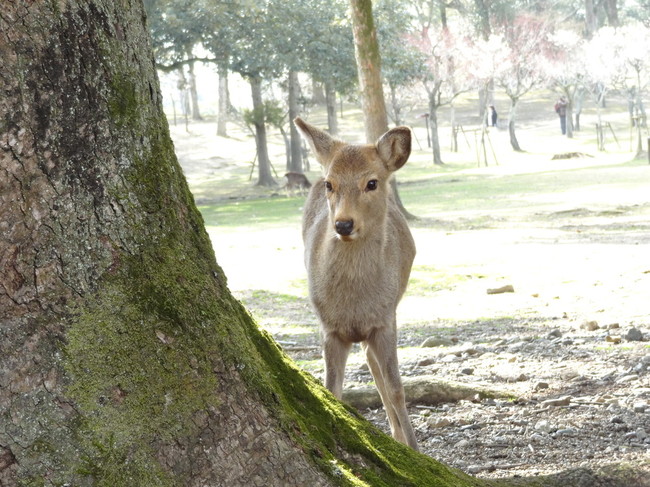 奈良公園 春日大社境内 飛火野ひろば 独おブログ クックパッドブログ