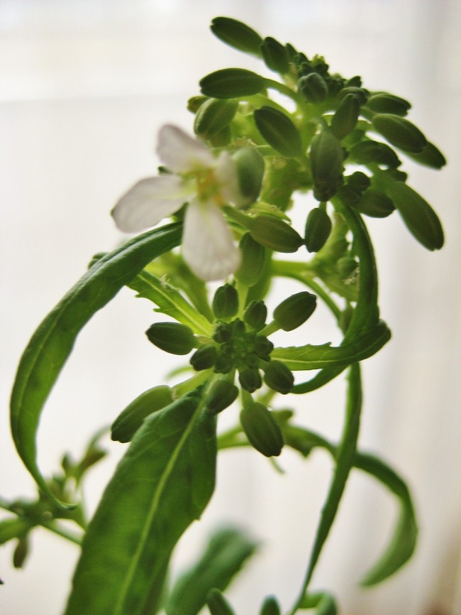時の風景 白い菜の花 アブラナ属 時花菜日記 日本を楽しむ 季節と地域 歴史と文化 クックパッドブログ