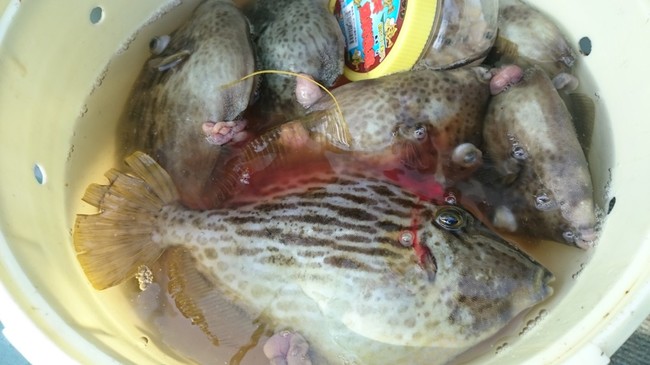 カワハギ釣り のんびり気まぐれ日記 クックパッドブログ カワハギ釣り のんびり気まぐれ日記 クックパッドブログ