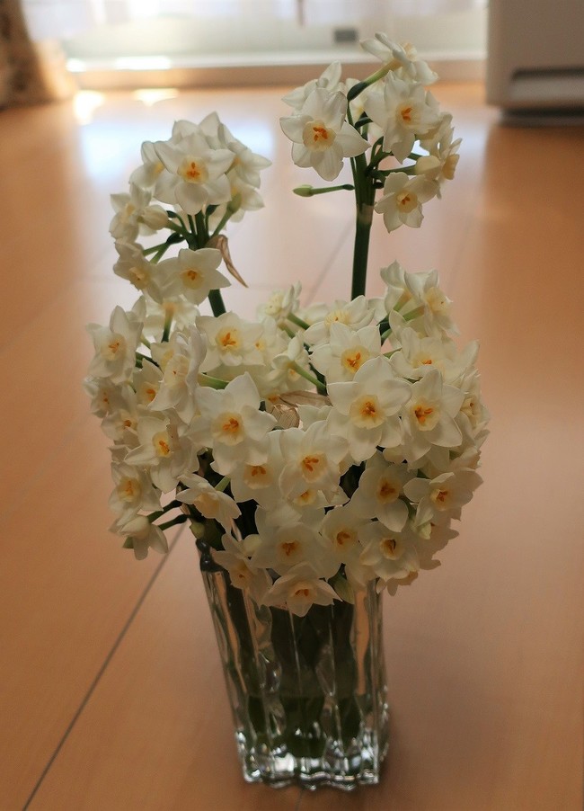 スイセンの花で アレルギー ゆりyo船長 お魚love クックパッドブログ