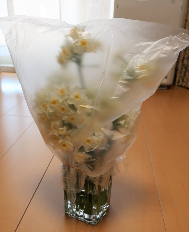 スイセンの花で アレルギー ゆりyo船長 お魚love クックパッドブログ
