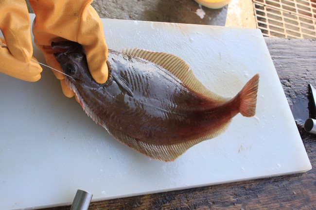 海の京都 アカガレイ 京都府 のごはん日記 クックパッドブログ