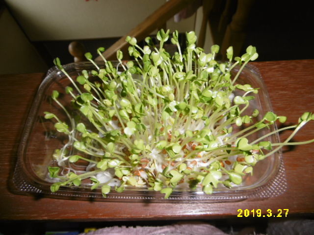 カイワレ大根 成長記録 野菜のつれづれ日記 クックパッドブログ