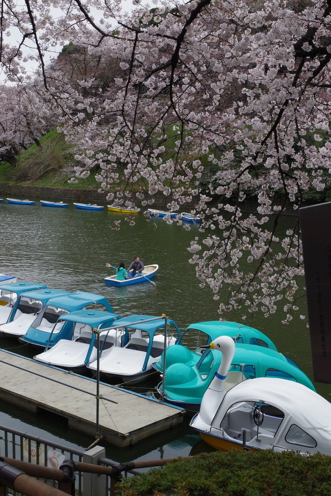 千鳥ヶ淵の桜 今年もボートに乗りました 手作り大好き クックパッドブログ 千鳥ヶ淵の桜 今年もボートに乗りました 手作り大好き クックパッドブログ