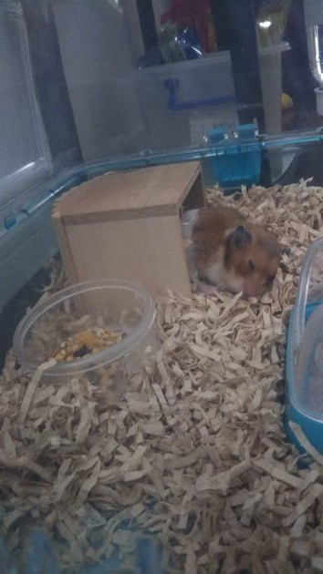 我が家のアイドル 老衰のハムスター頑張れ ハッピーひろみんのごはん日記 クックパッドブログ