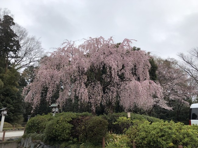 週末ブランチ サンドイッチ お花見ドライブ 千葉県 櫻木神社 シシュポスの週末ごはん クックパッドブログ 週末ブランチ サンドイッチ お花見ドライブ 千葉県 櫻木神社 シシュポスの週末ごはん クックパッドブログ