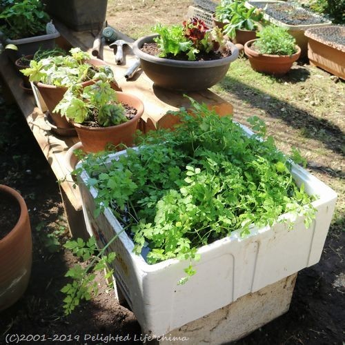 ガーデニング日和 鉢の植え替え Delighted Life クックパッドブログ