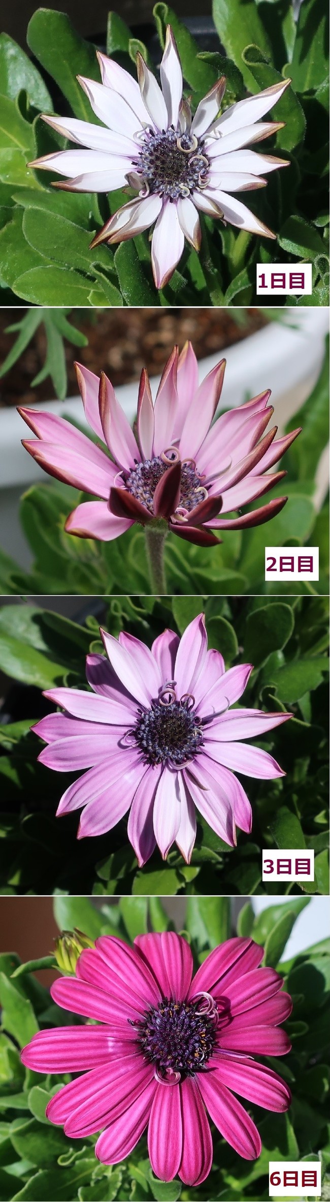 色の変わる花 続編 ゆりyo船長 お魚love クックパッドブログ