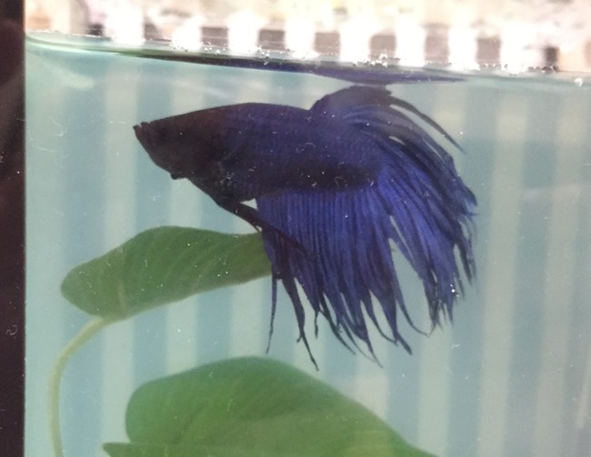 そっち ー ブログ