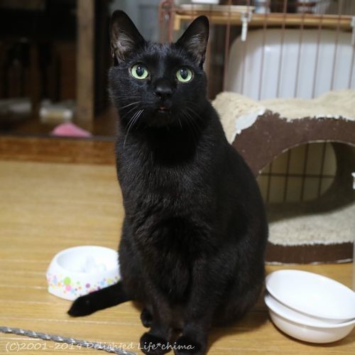 お留守番はさみしいよ わが家のお猫様 Delighted Life クックパッドブログ