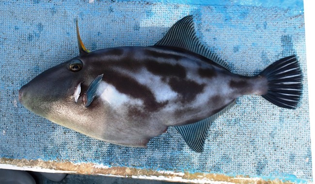 勝手にミニお魚講座 カワハギ編 ゆりyo船長 お魚love クックパッドブログ