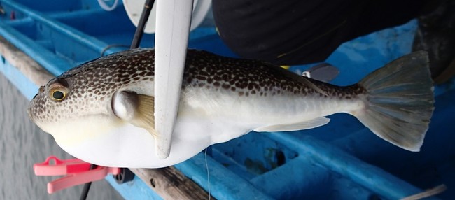 勝手にミニお魚講座 カワハギ編 ゆりyo船長 お魚love クックパッドブログ