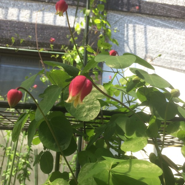 チェリーリップ かわゆし Taerinの簡単レシピ クックパッドブログ