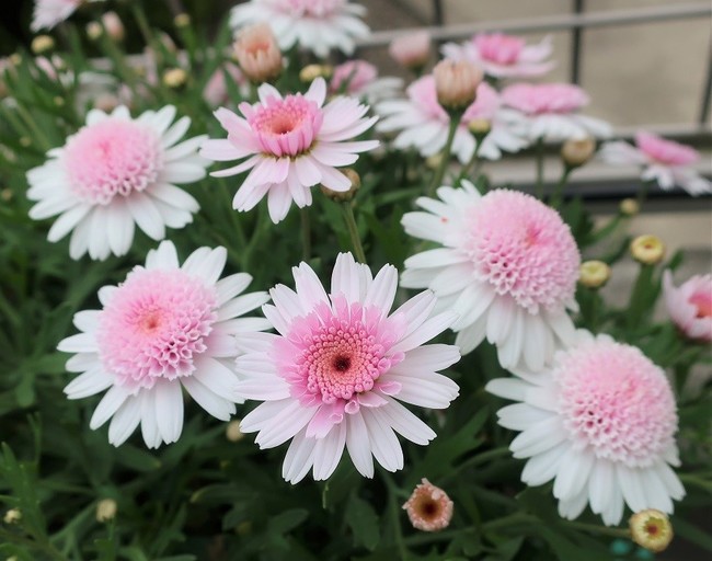 5月のお花たち ゆりyo船長 お魚love クックパッドブログ