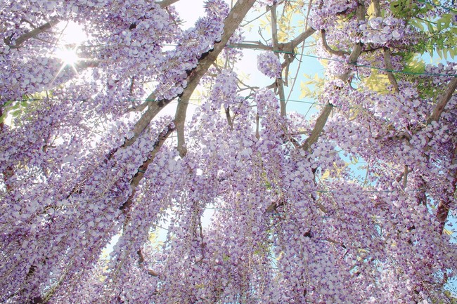 愛の花園の藤 高郷comachiの んめぇニュース クックパッドブログ