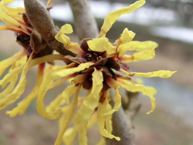 春の花 マンサク 地味だけど嬉しい花 福井のおじじの旨い食材探し クックパッドブログ