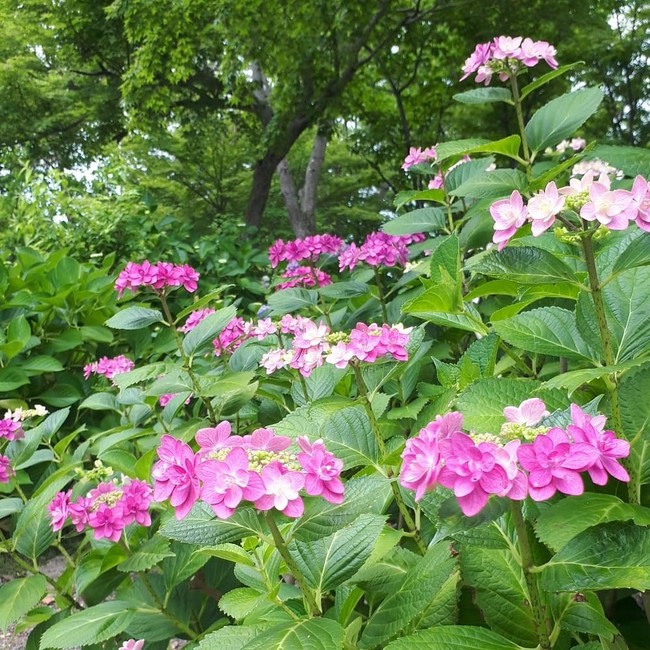 紫陽花を見てきました てーぶるすぷーんの気まぐれ日記 クックパッドブログ