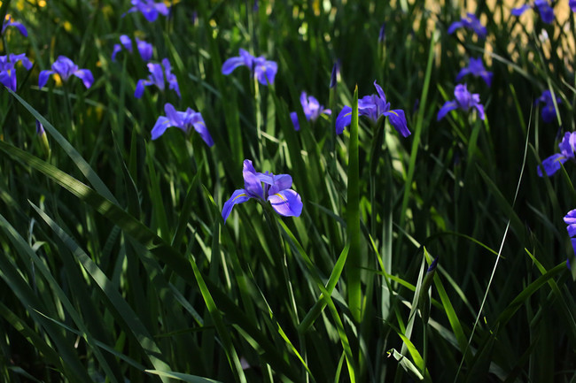 夏至次候 菖蒲華 あやめはなさく 山瀬理恵子のアス飯 日記 クックパッドブログ